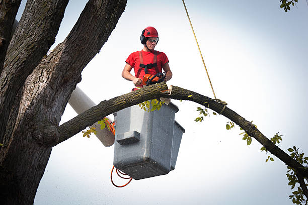 Best Arborist Consultation Services  in New Orleans, LA